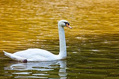 《饥饿派画家》登陆移动端 4月28日正式发售